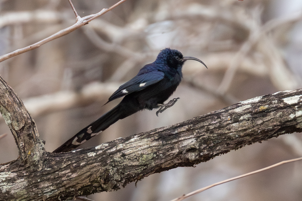 Common Scimitarbill