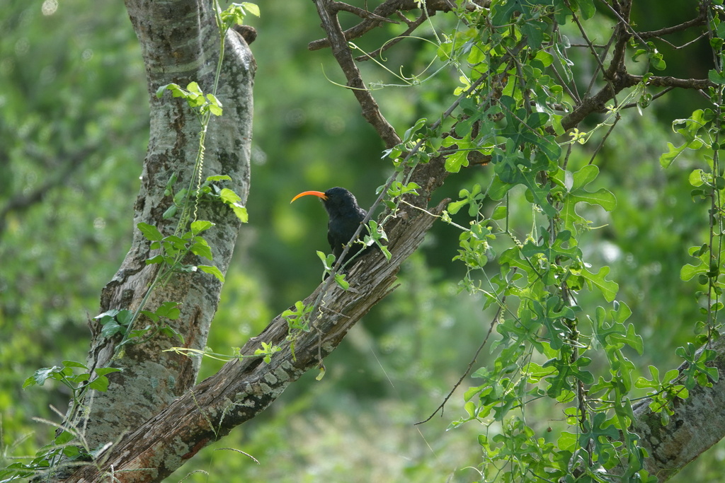 Abyssinian Scimitarbill