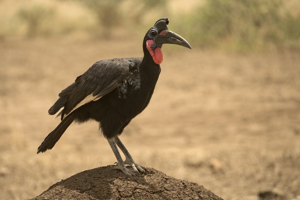Abyssinian Ground Hornbill