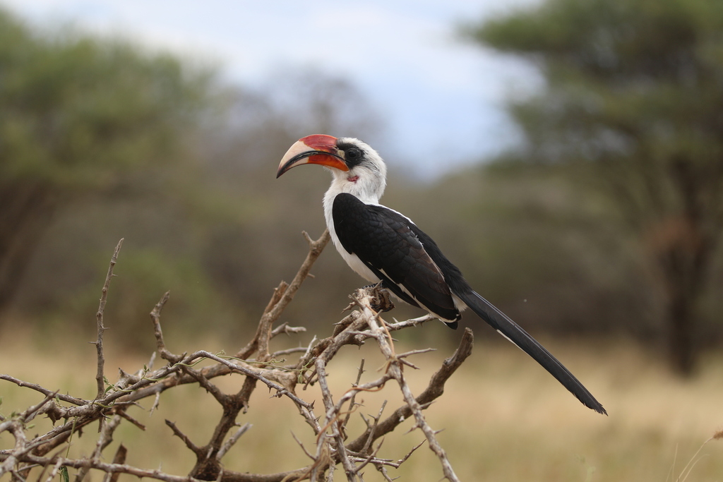 Von der Decken’s Hornbill