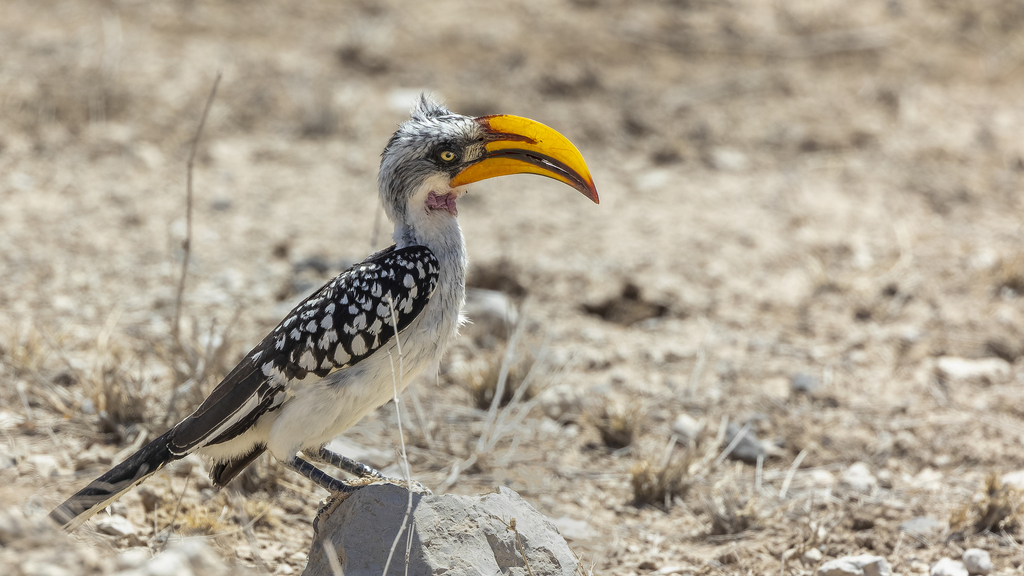 Eastern Yellow-billed Hornbill