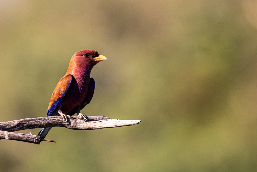 Broad-billed Roller