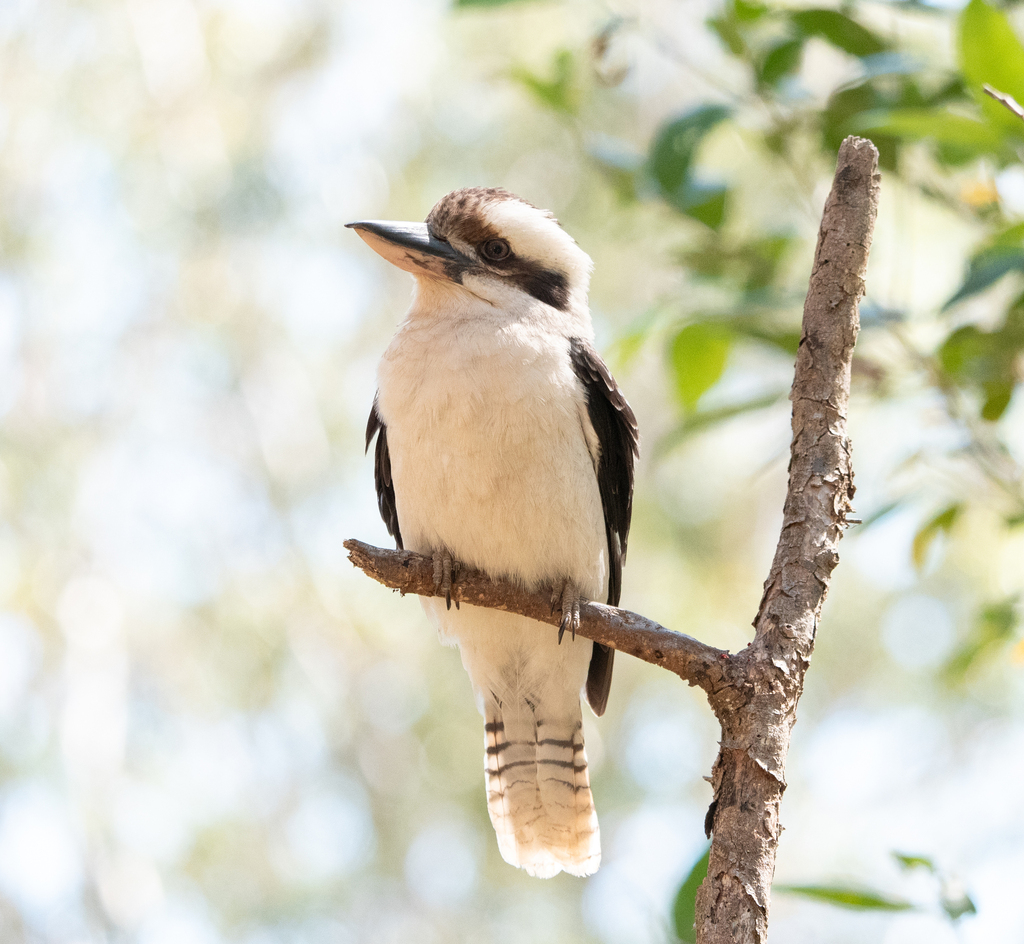 Laughing Kookaburra