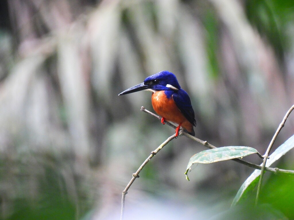 Shining-blue Kingfisher