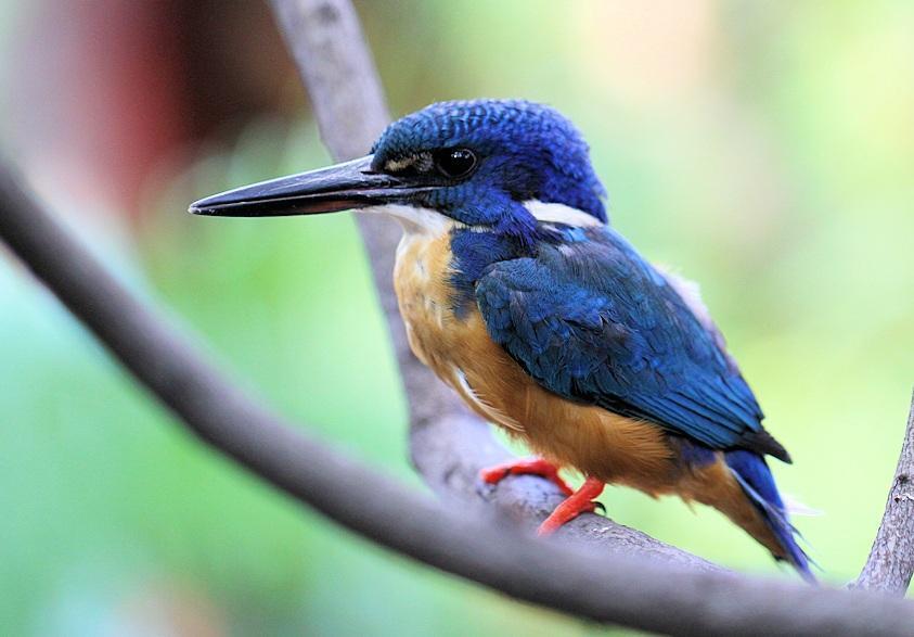 Half-collared Kingfisher
