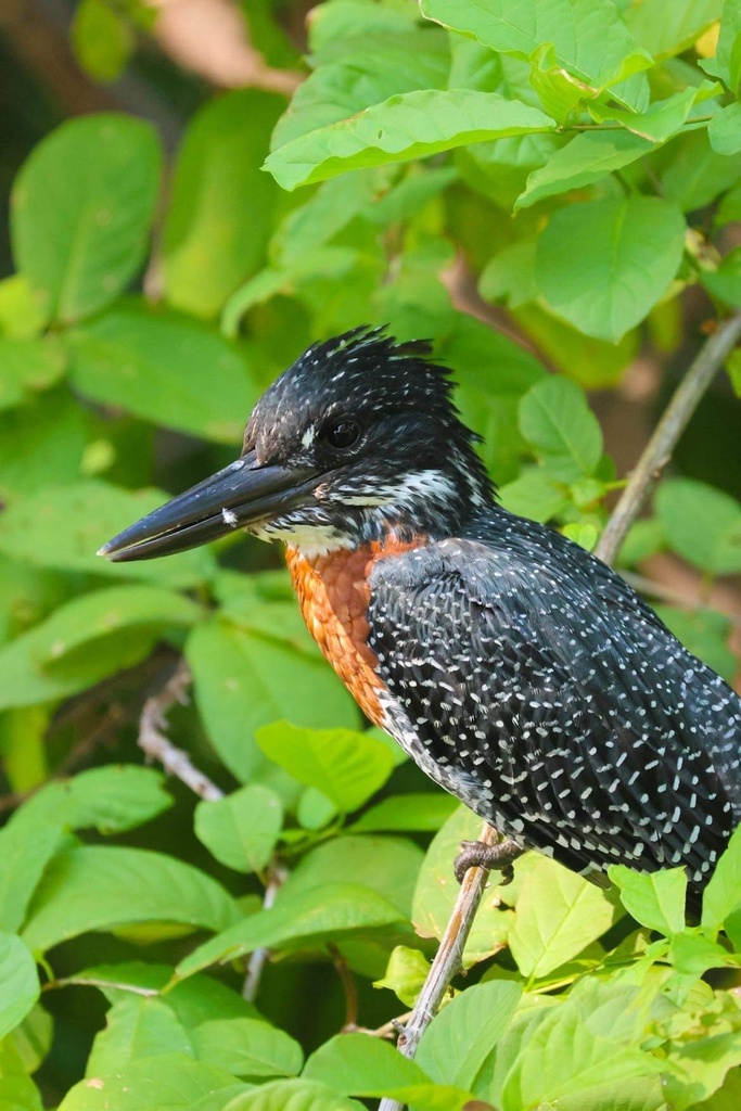 Giant Kingfisher