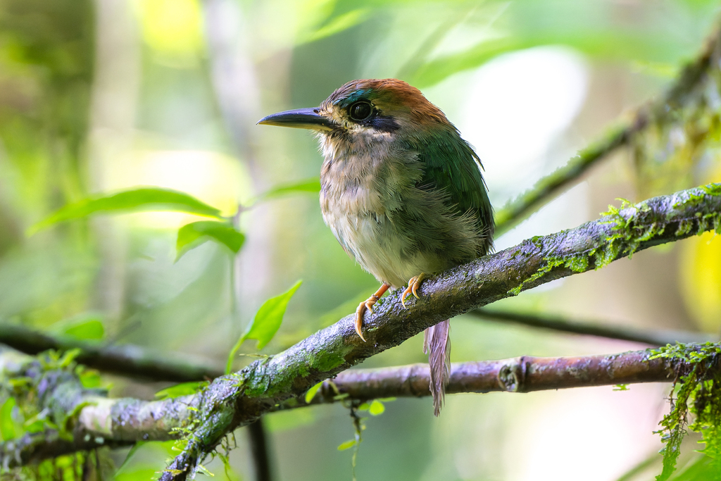 Tody Motmot