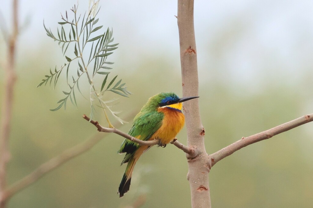 Ethiopian Bee-eater