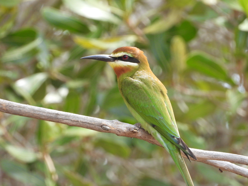 Olive Bee-eater