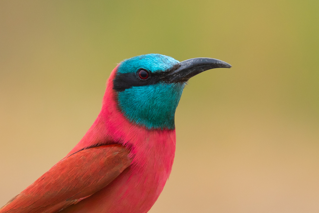 Northern Carmine Bee-eater