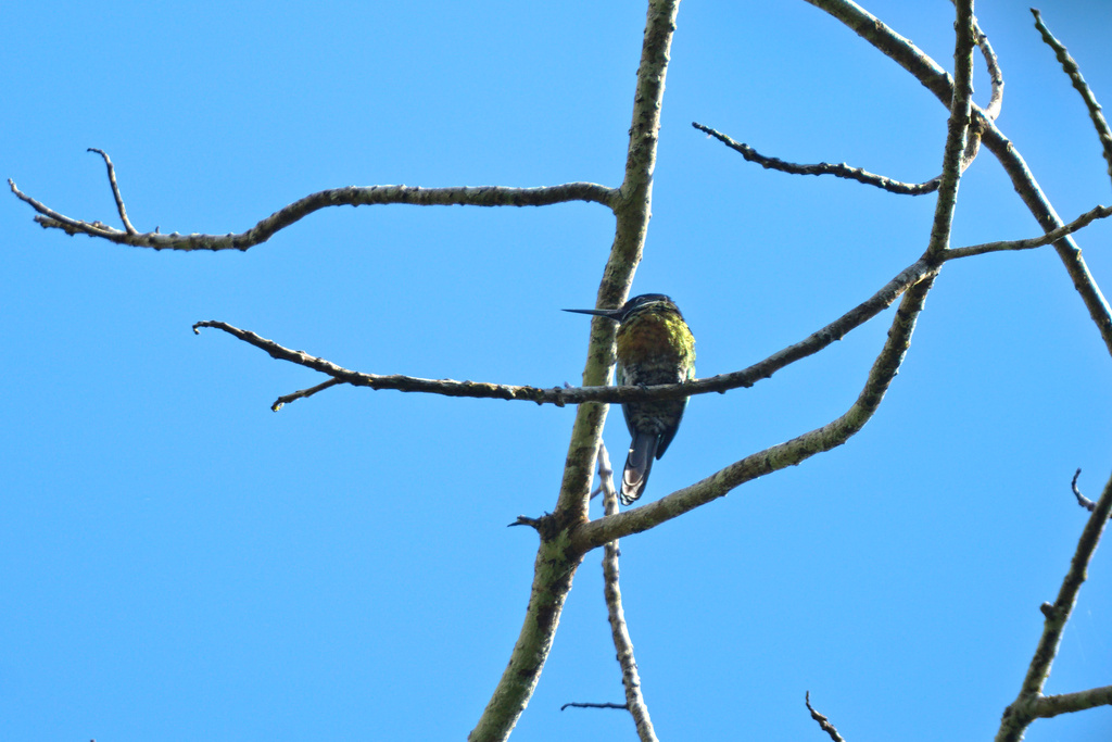 Purplish Jacamar