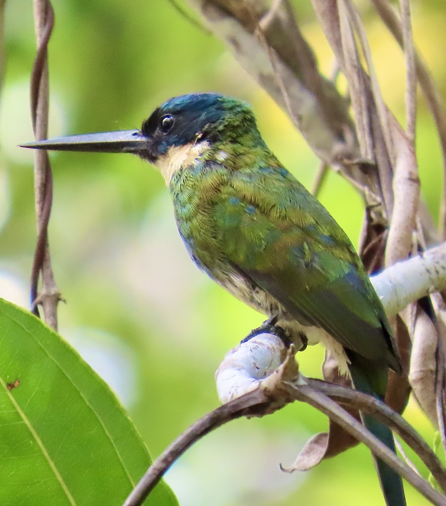 Bronzy Jacamar