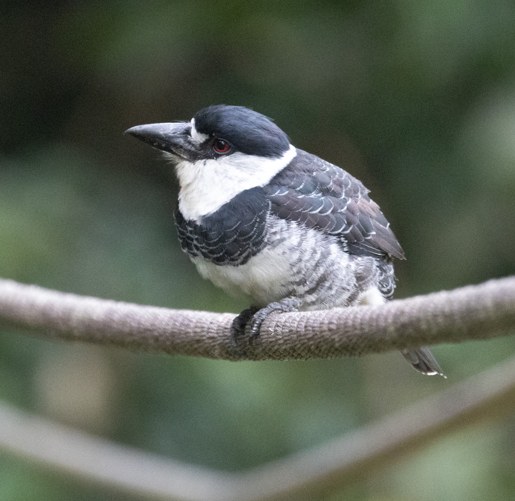 Guianan Puffbird