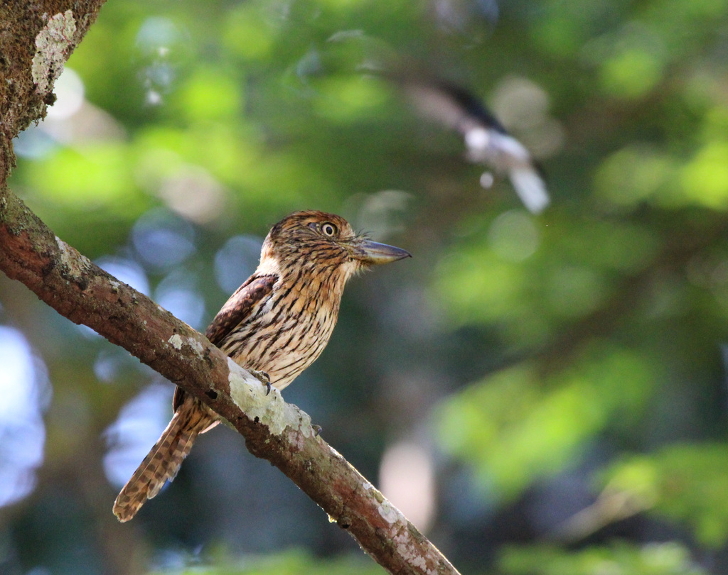 Eastern Striolated Puffbird