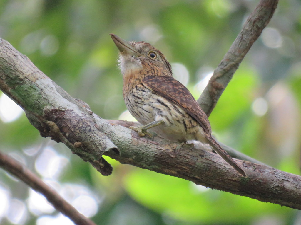 Western Striolated Puffbird