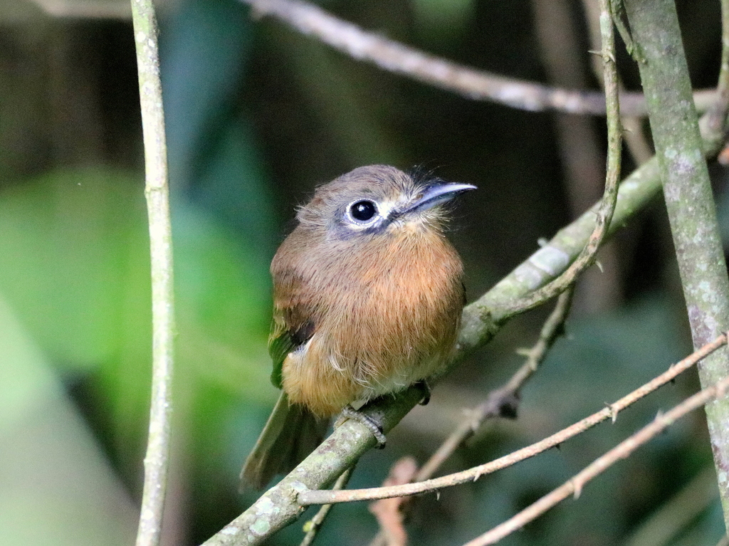 Rusty-breasted Nunlet
