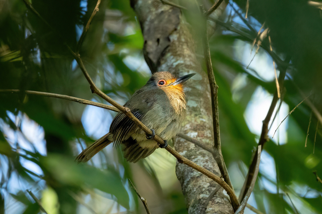 Fulvous-chinned Nunlet