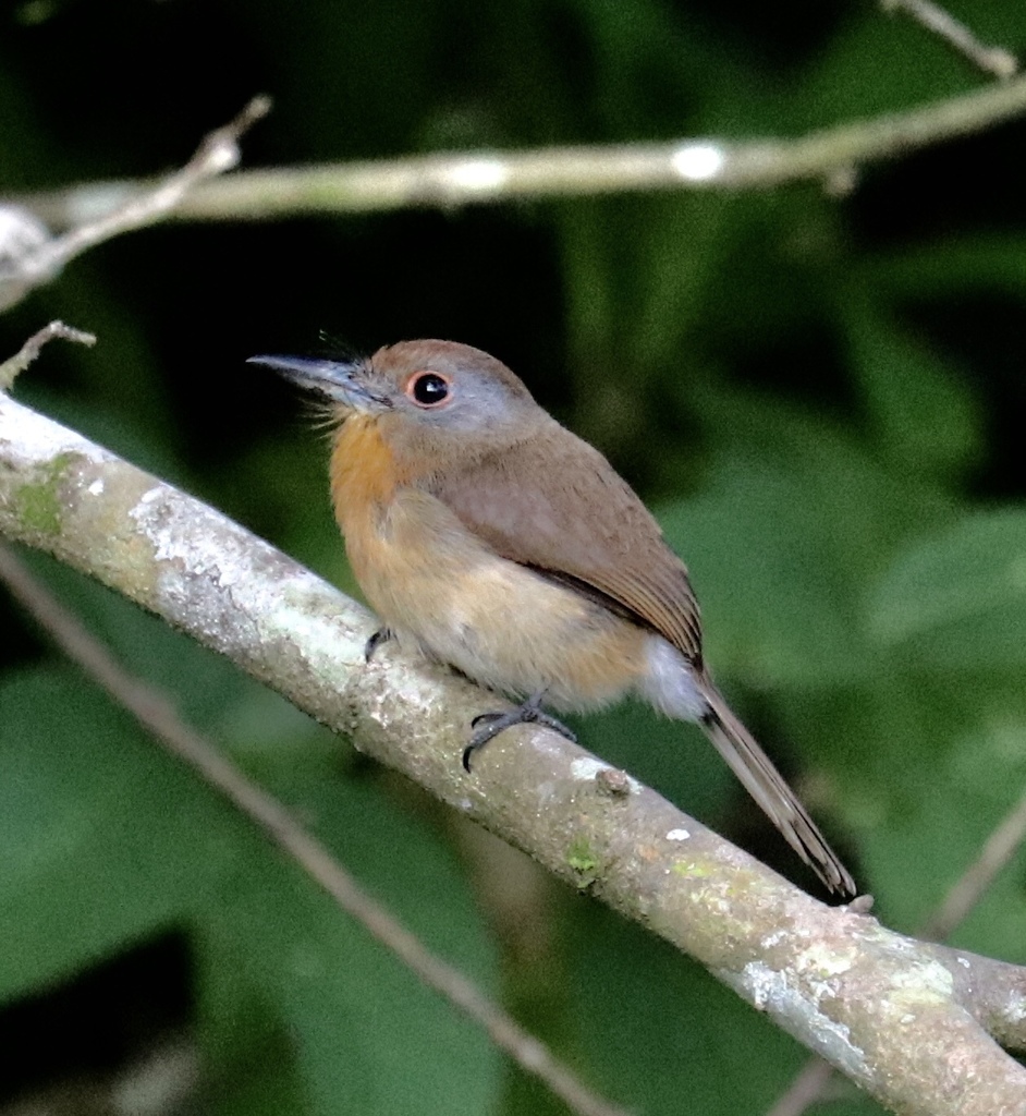 Grey-cheeked Nunlet