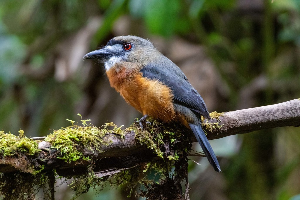 White-faced Nunbird