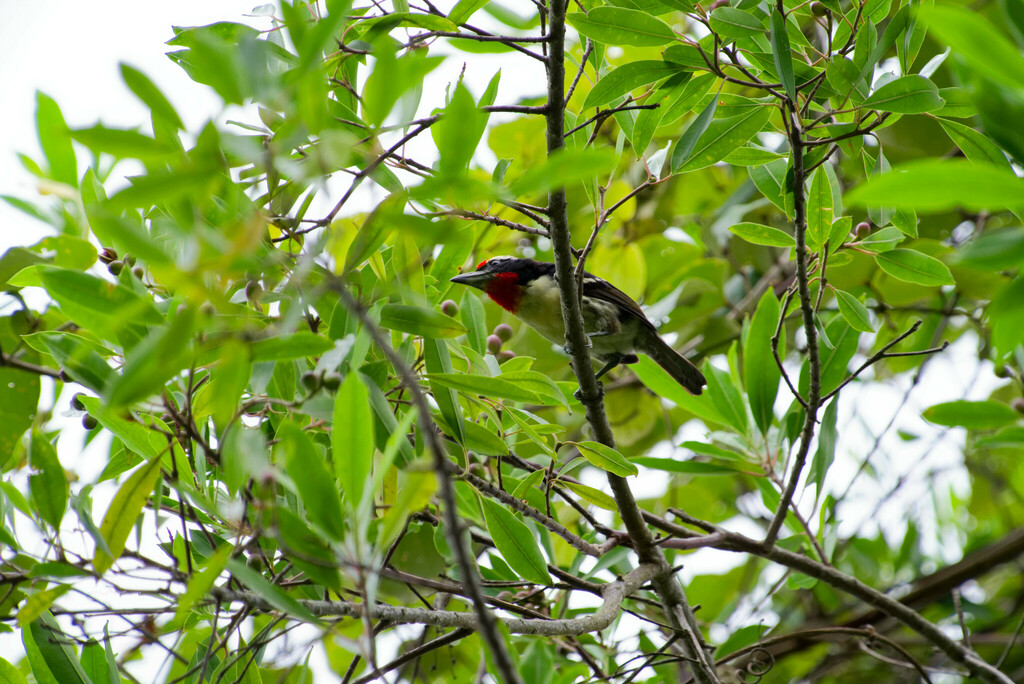Black-spotted Barbet