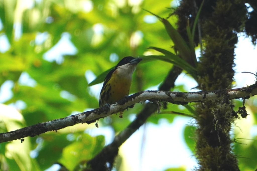 Five-colored Barbet