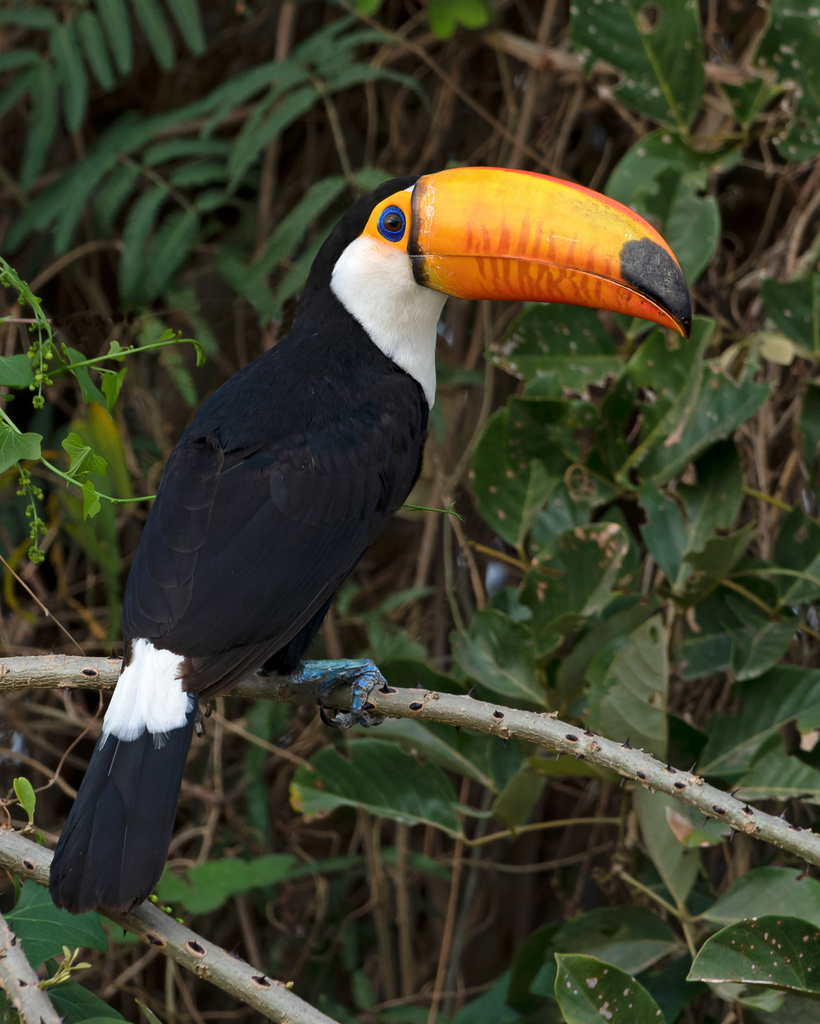 Toco Toucan