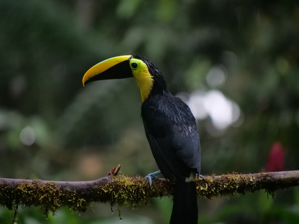 Choco Toucan