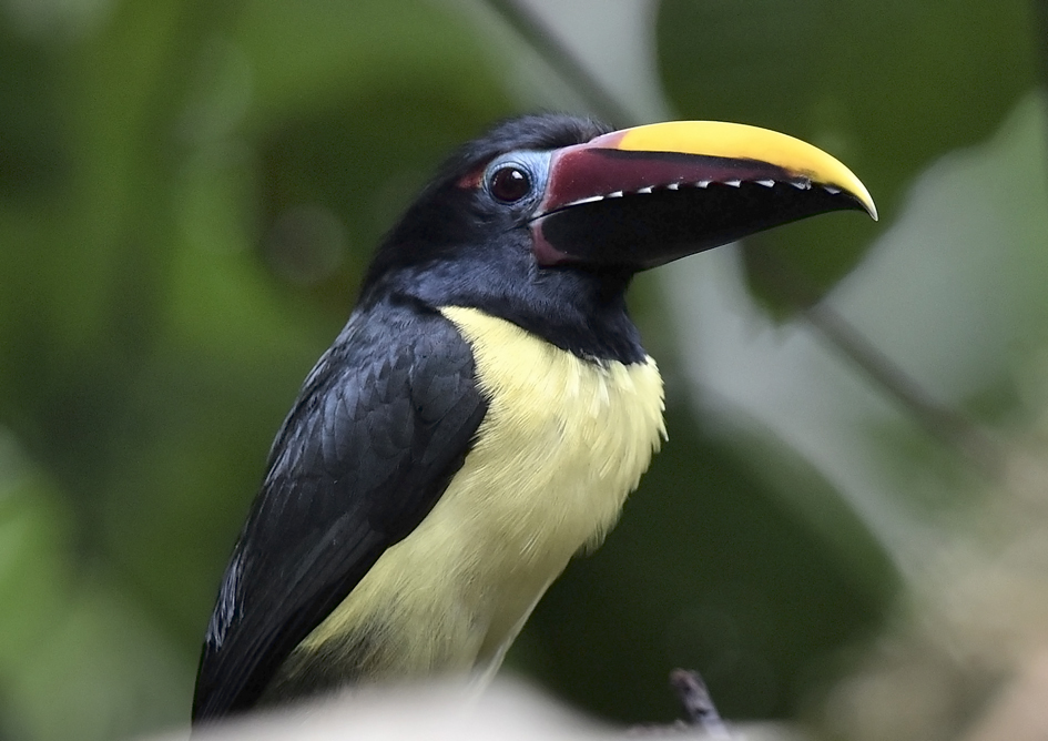 Green Aracari