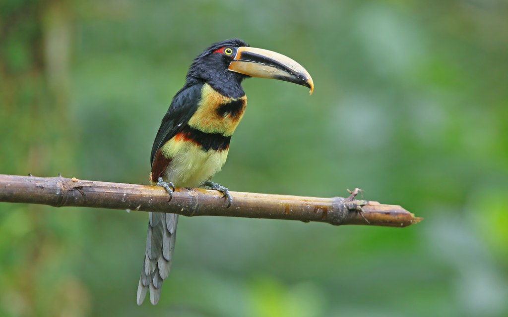 Pale-mandibled Aracari
