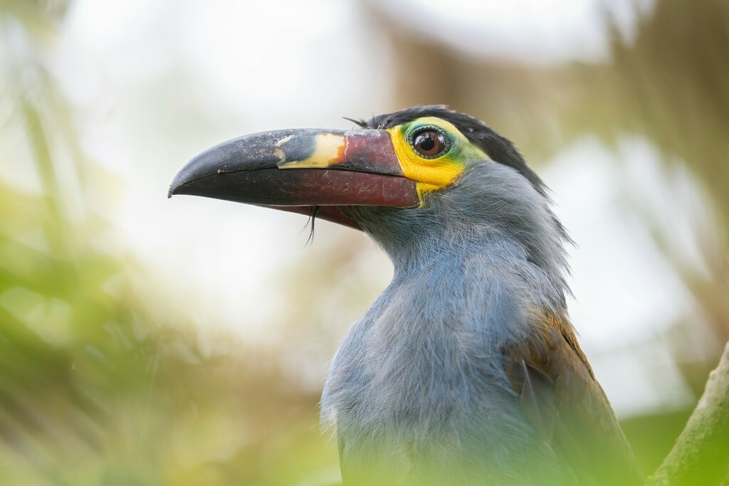 Plate-billed Mountain Toucan