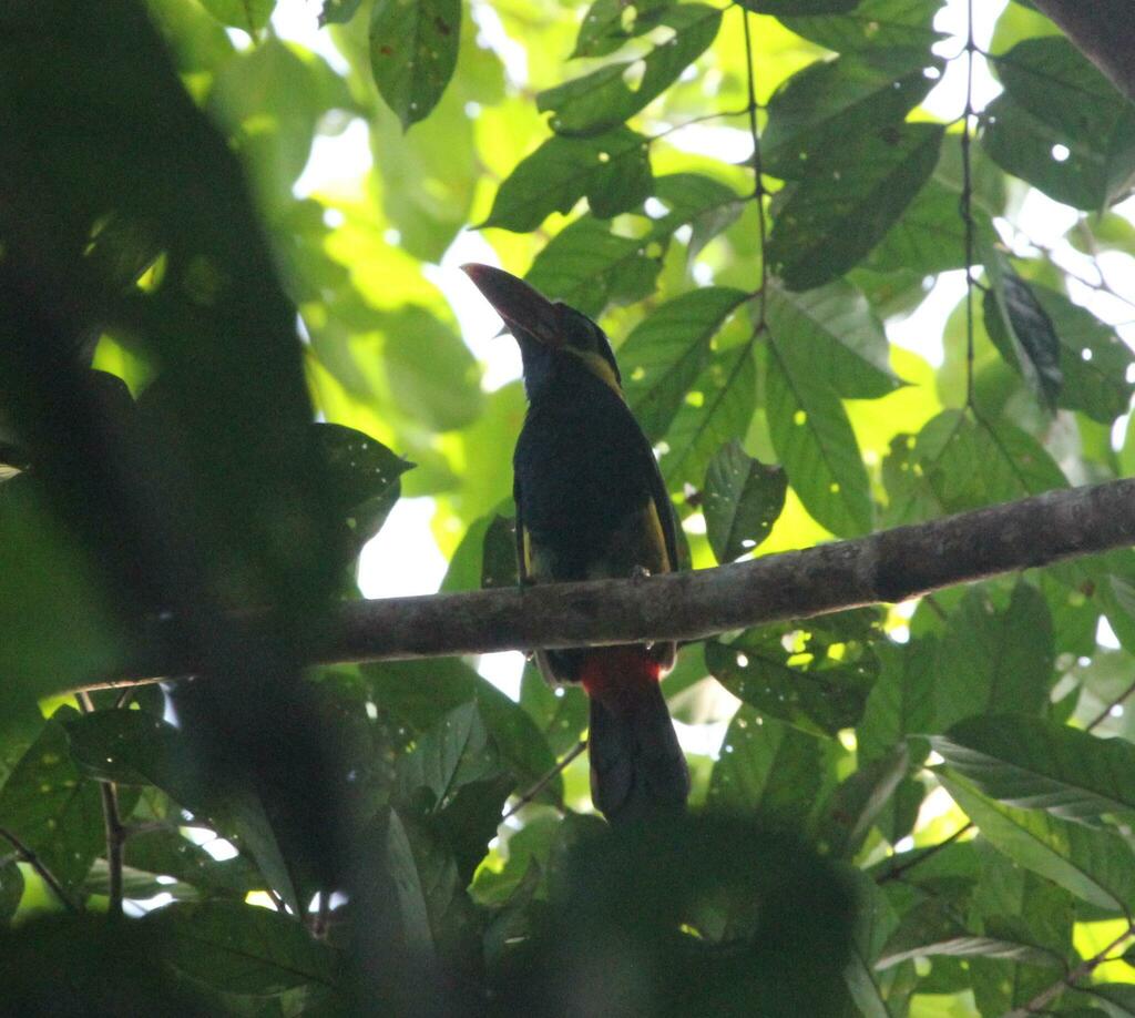 Tawny-tufted Toucanet