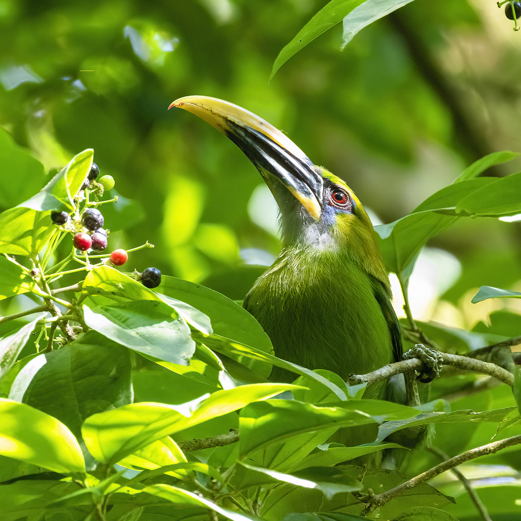 Groove-billed Toucanet