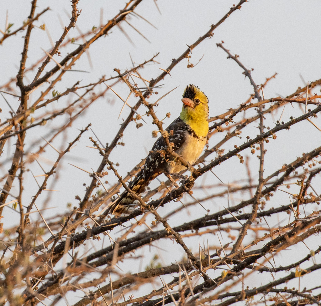 Yellow-breasted Barbet