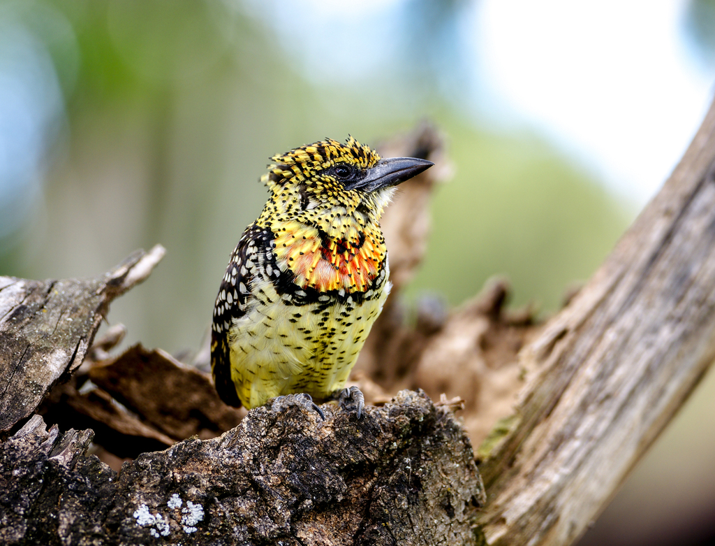 D’Arnaud’s Barbet