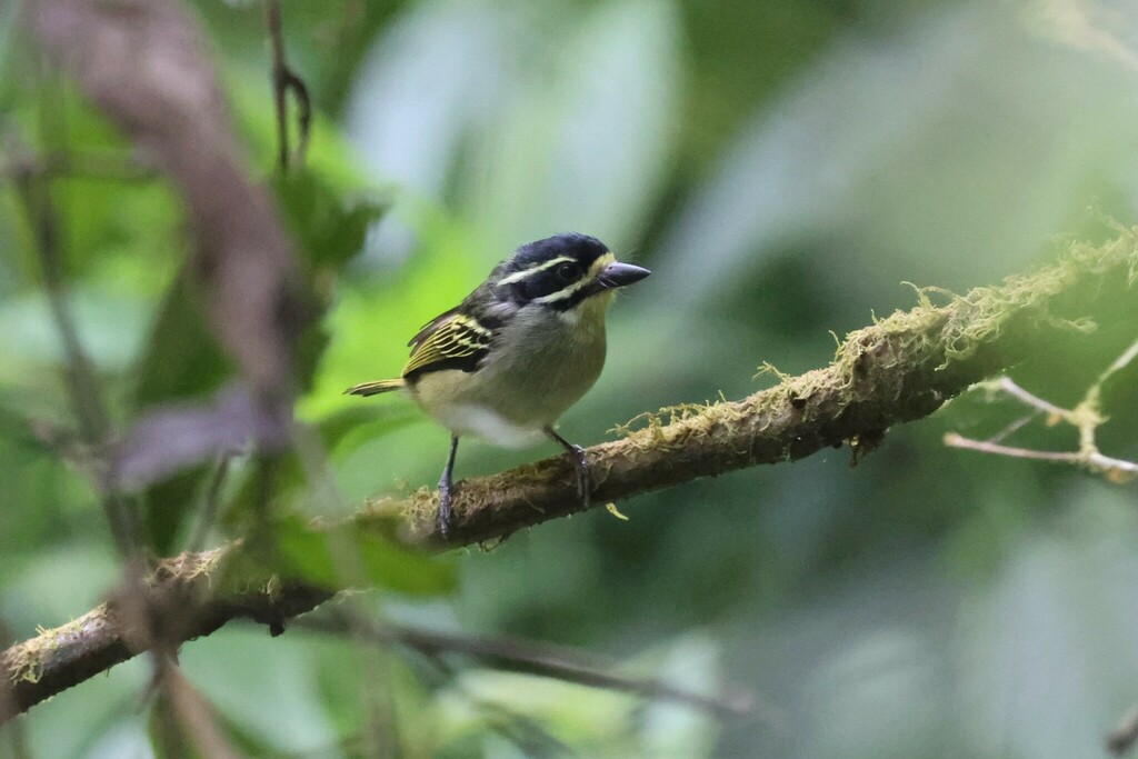 Yellow-throated Tinkerbird