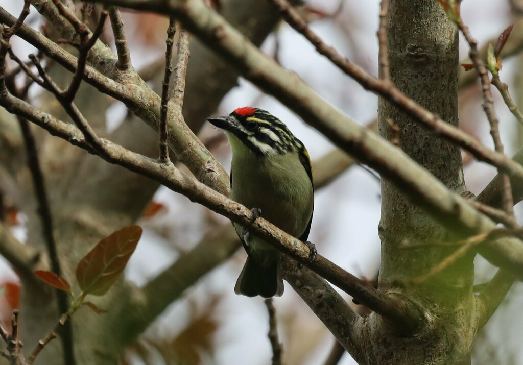 Southern Red-fronted Tinkerbird
