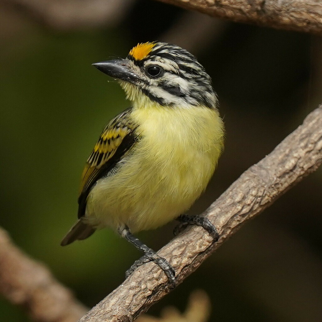 Yellow-fronted Tinkerbird