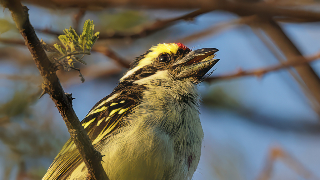 Red-fronted Barbet