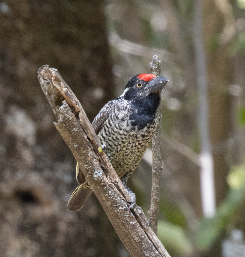Banded Barbet