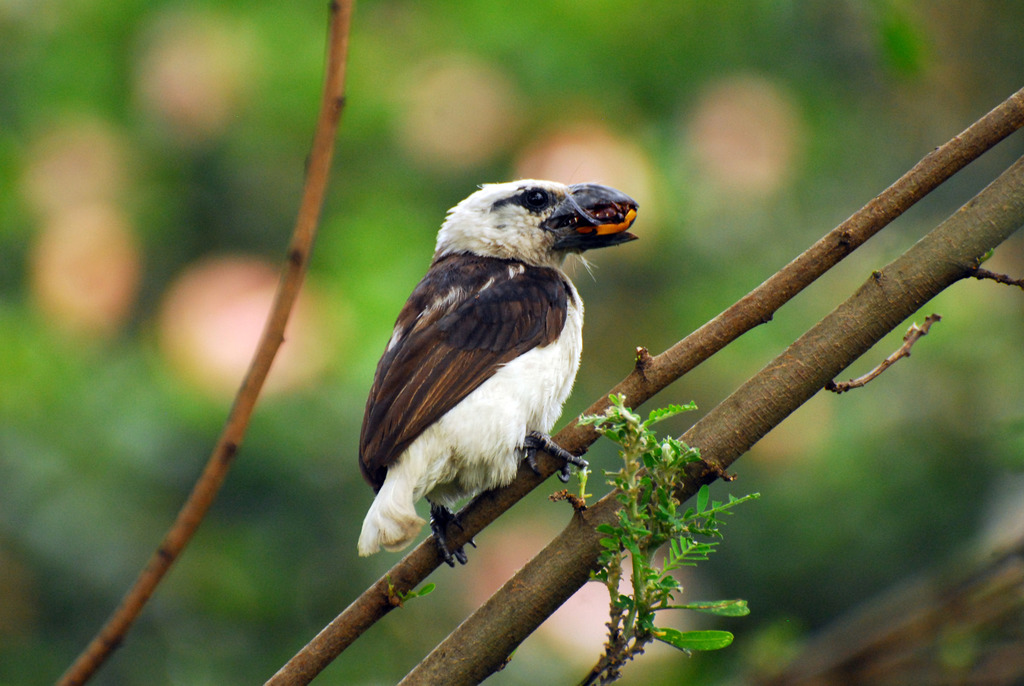 White-headed Barbet