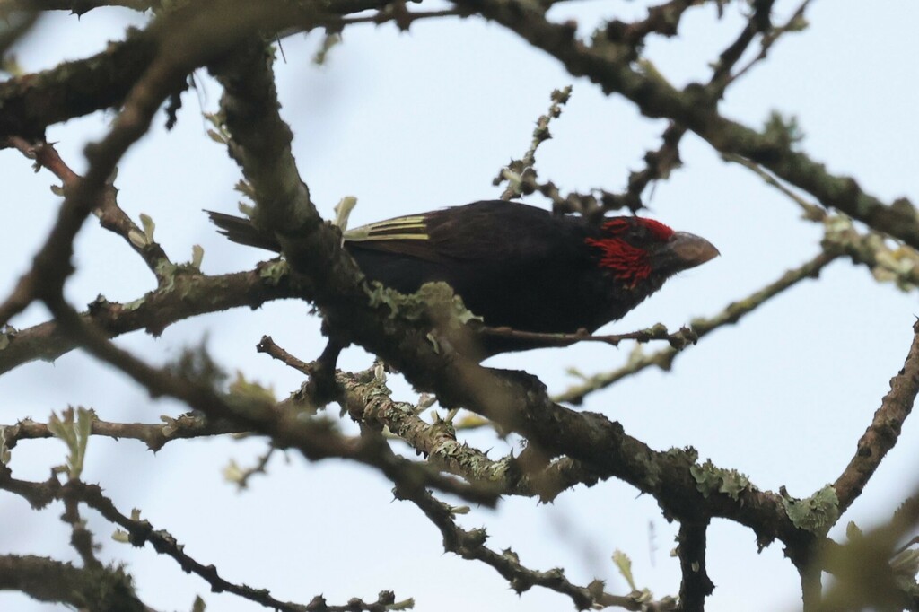 Red-faced Barbet