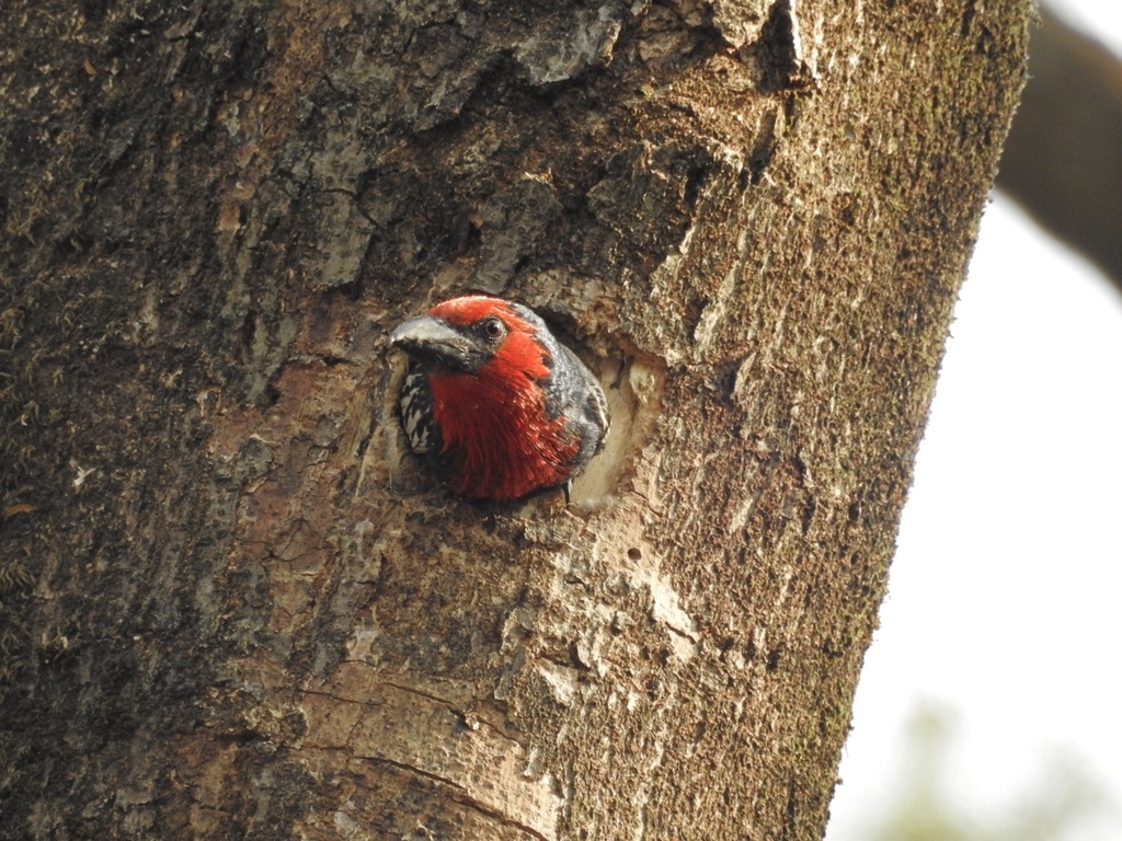 Black-billed Barbet
