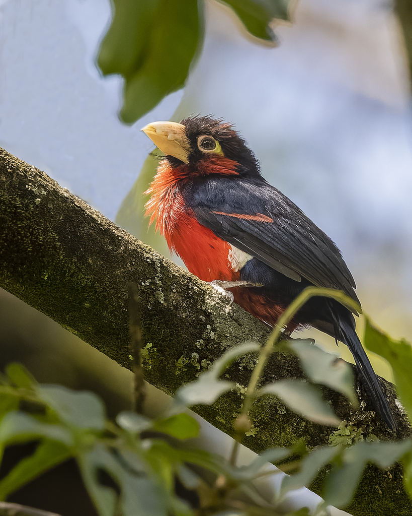 Double-toothed Barbet