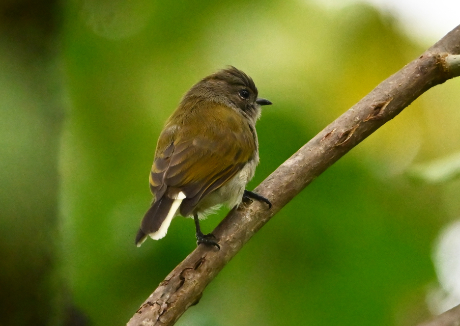 Green-backed Honeybird