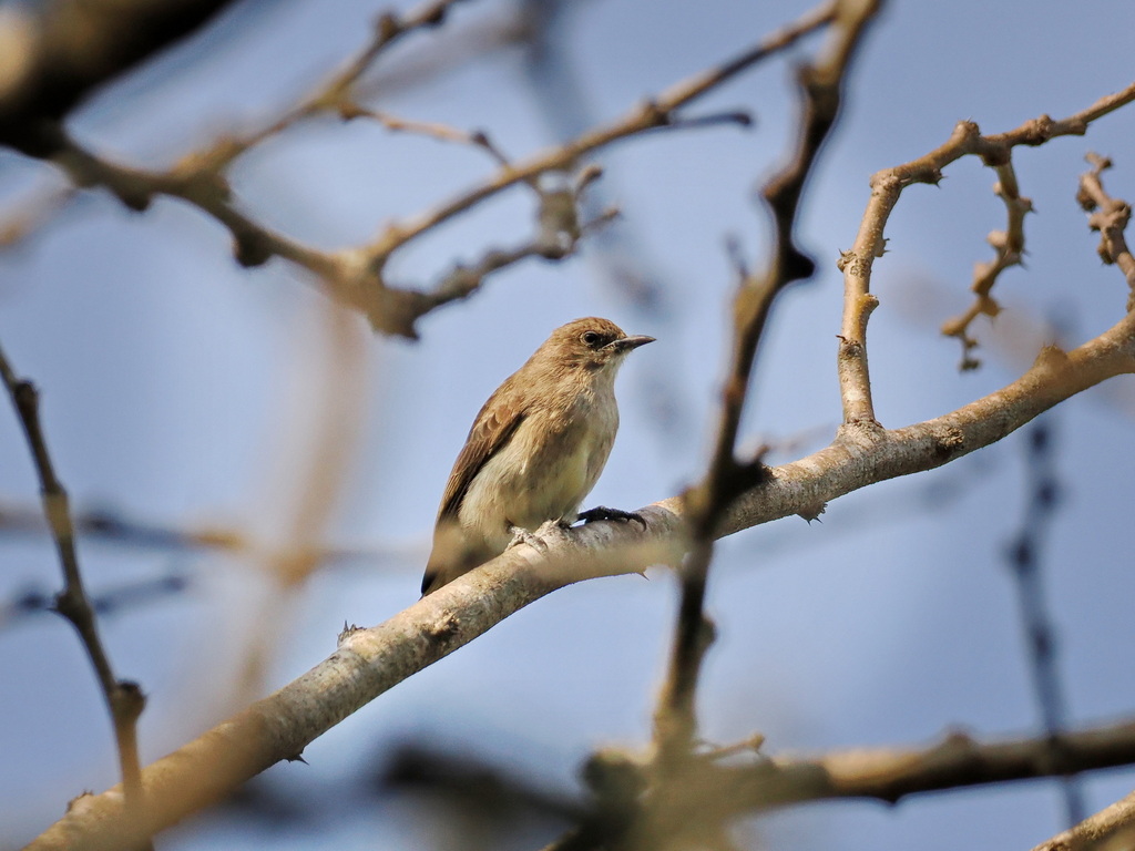 Brown-backed Honeybird