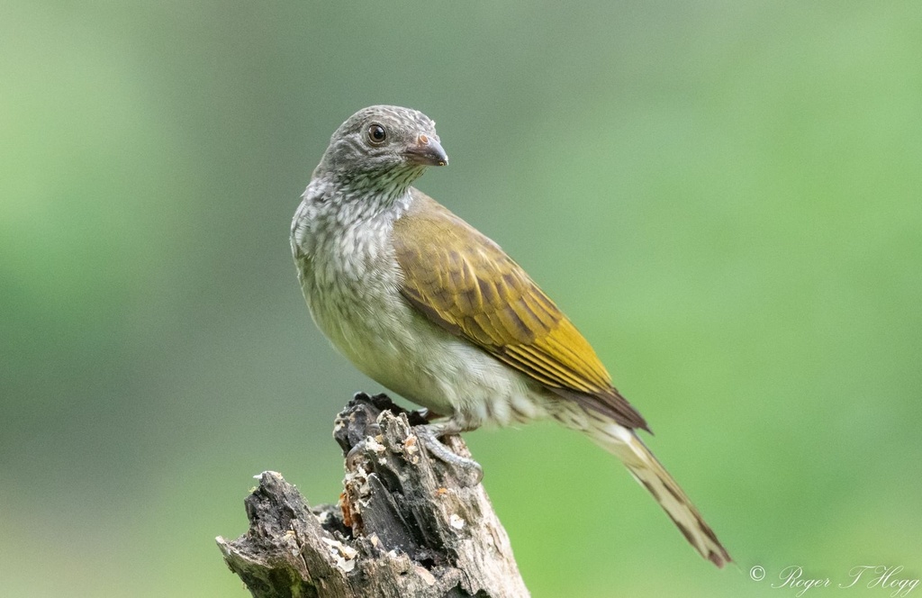Scaly-throated Honeyguide