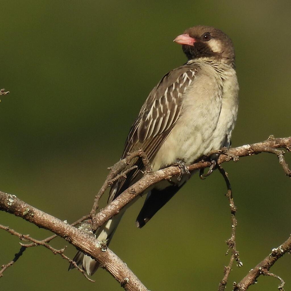 Greater Honeyguide