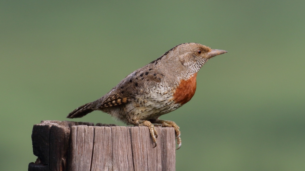 Red-throated Wryneck