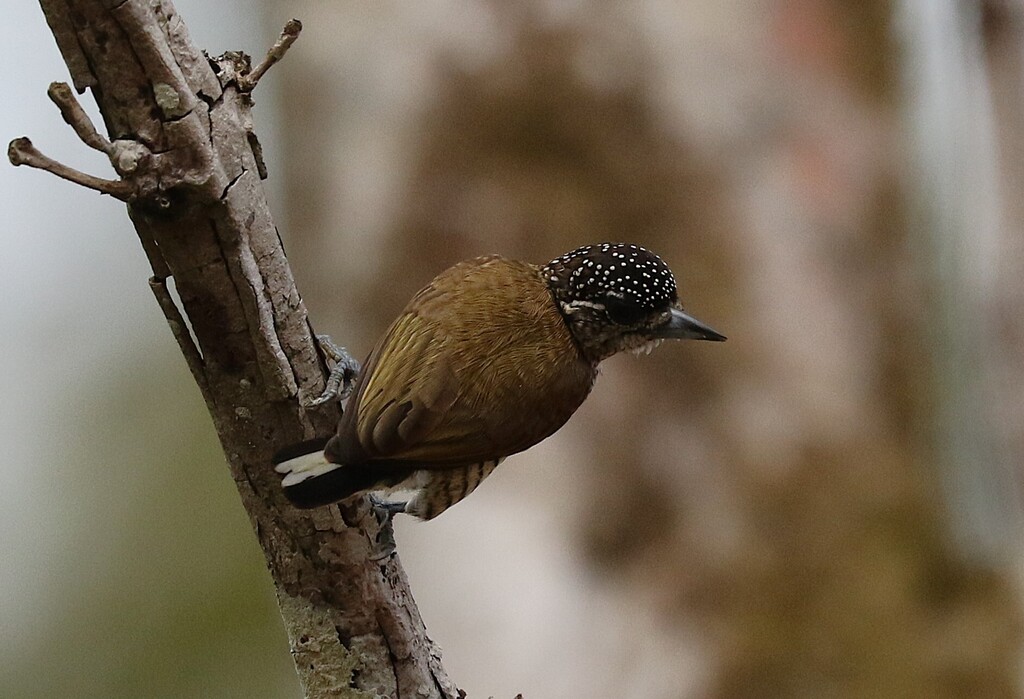 Lafresnaye’s Piculet