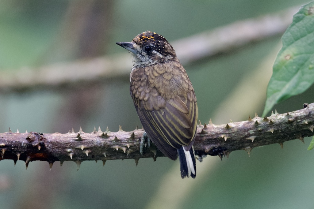 Scaled Piculet